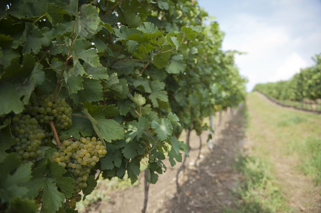 Готель Weingut Martinshof Sankt Ulrich  Екстер'єр фото